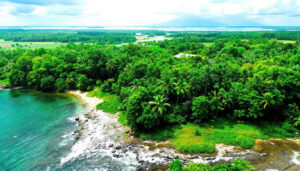 Aerial view of a lush green forest in Belize, bordering a rocky coastline with clear turquoise water. Perfect for ecotourism adventures, the landscape features dense palm trees stretching towards distant mountains under a cloudy sky.