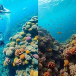 Two images of a vibrant coral reef underwater. On the left, a scuba diver with an oxygen tank swims above the reef, while another diver is below. The right image shows colorful corals and schools of small fish swimming around.