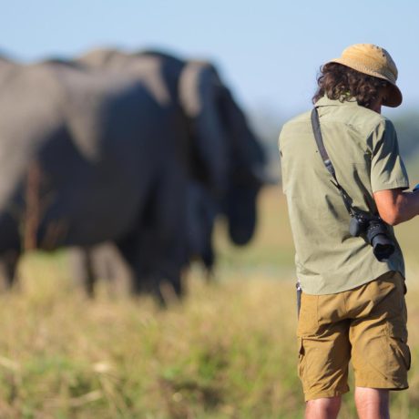 Photographer reviewing images at home in the presence of grazing elephants.